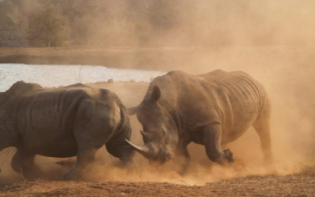 Why Is Rhino Horn Being Traded?